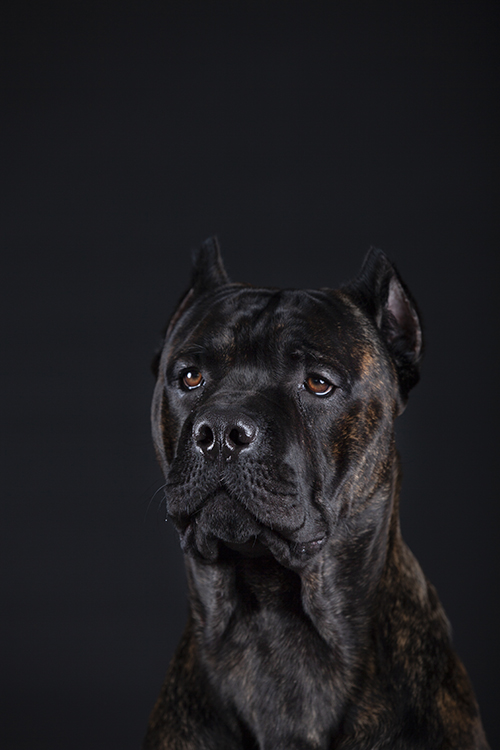 Sarah's Pit bull Dog Pet Photo 1 NV Holden Photography