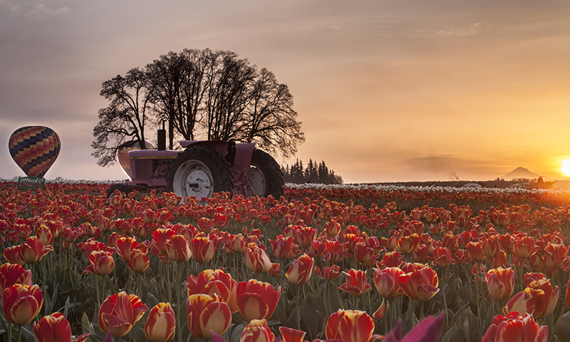 A Tractor in The Tulip Field At Sunset Landscape Photo 20 NV Holden Photography
