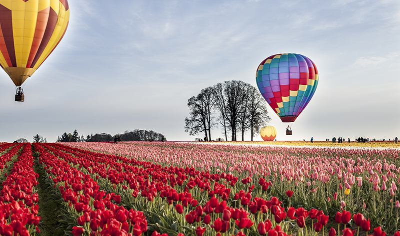 Tulips And Hot Air Balloons Landscape Photo 9 NV Holden Photography
