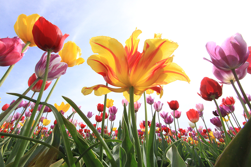 Spring Flowers In Full Bloom Landscape Photo 4 NV Holden Photography