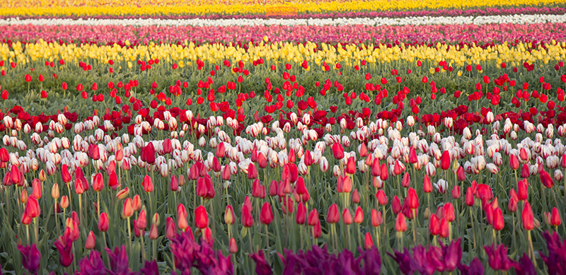 Spring Tulips Landscape Photo 3 NV Holden Photography