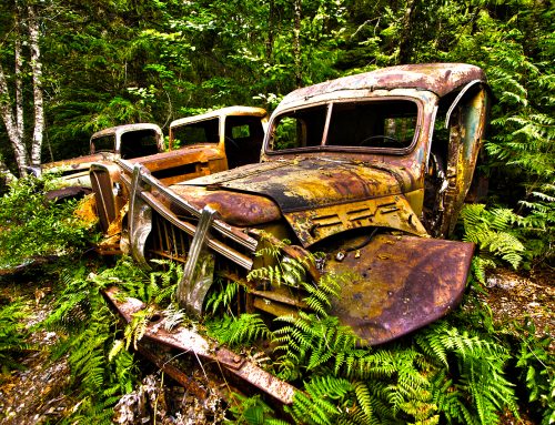 Old Trucks Overtaken By Nature